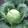 GREEN FLASH F1.jpg